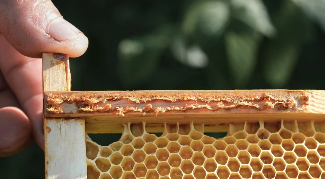 Keo ong - Xu hướng chăm sóc sức khỏe từ thiên nhiên